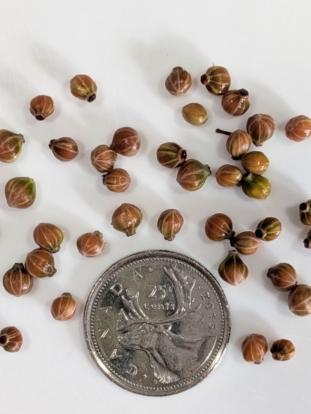 Image of Cornus racemosa