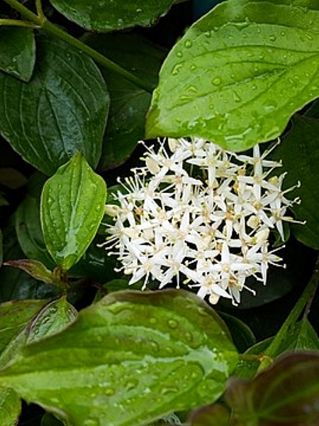 Image of Cornus racemosa