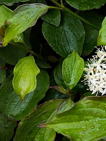 Image of Cornus racemosa