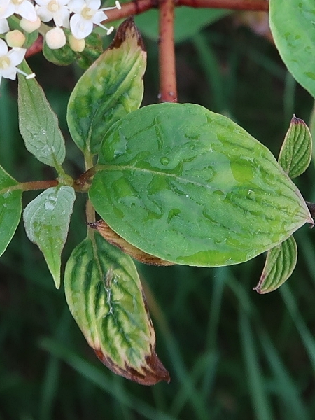 Image of Cornus sericea
