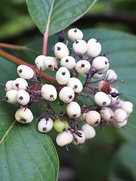 Image of Cornus sericea