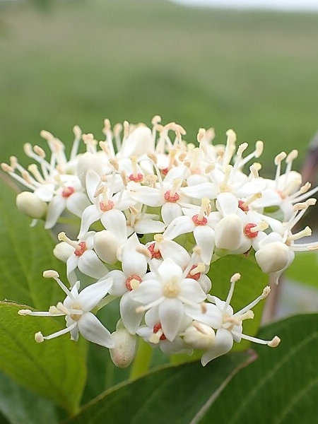 Image of Cornus sericea