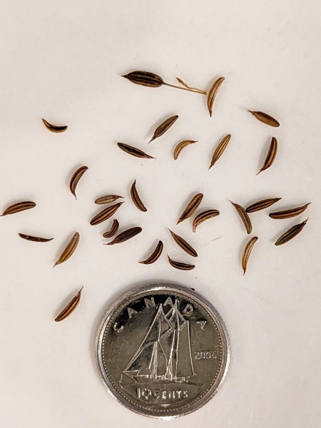 Image of Cryptotaenia canadensis