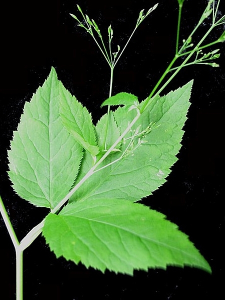 Image of Cryptotaenia canadensis