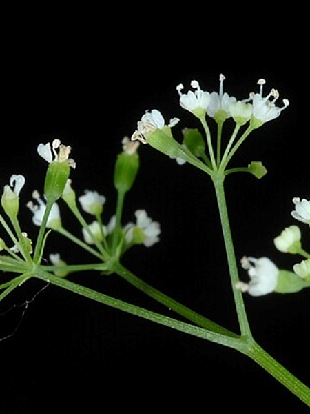 Image of Cryptotaenia canadensis