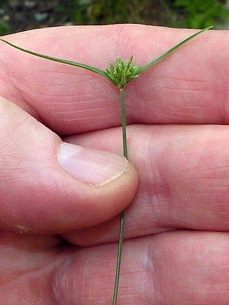 Image of Cyperus lupulinus