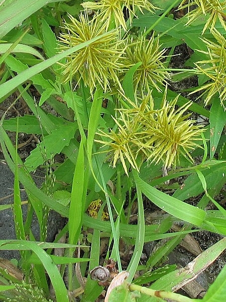 Image of Cyperus strigosus