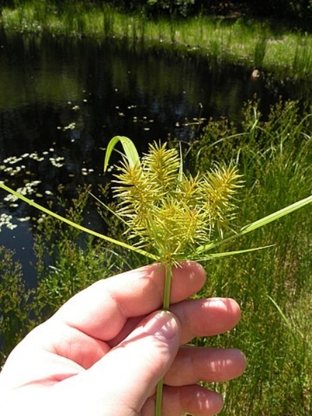 Image of Cyperus strigosus