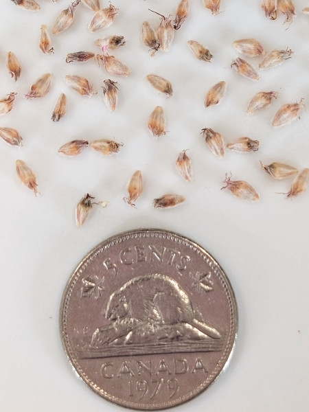 Image of Dalea purpurea