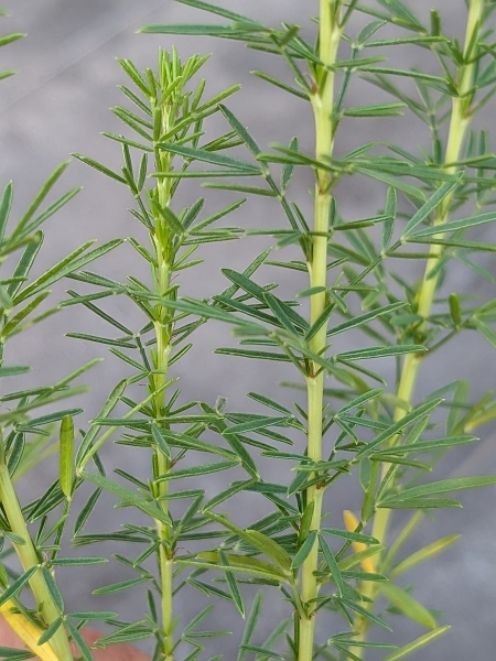 Image of Dalea purpurea