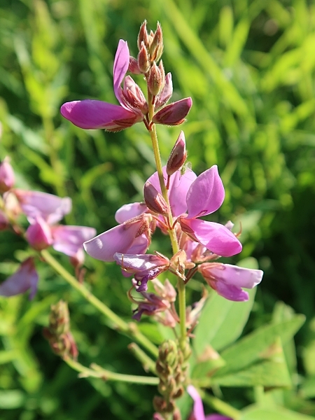 Image of Desmodium canadense