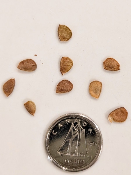 Image of Desmodium canadense