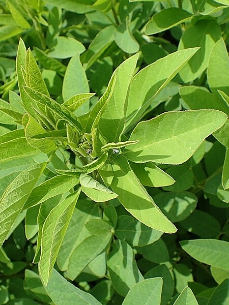 Image of Desmodium canadense