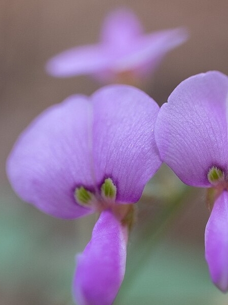 Image of Desmodium paniculatum