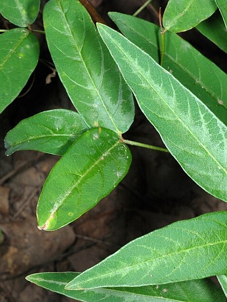 Image of Desmodium paniculatum