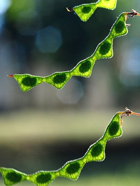 Image of Desmodium paniculatum