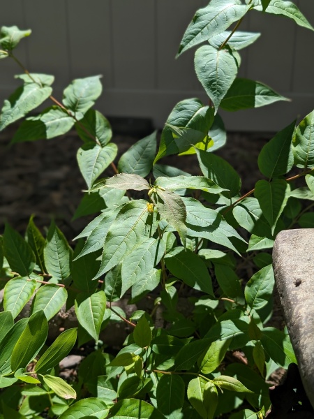 image for Diervilla lonicera