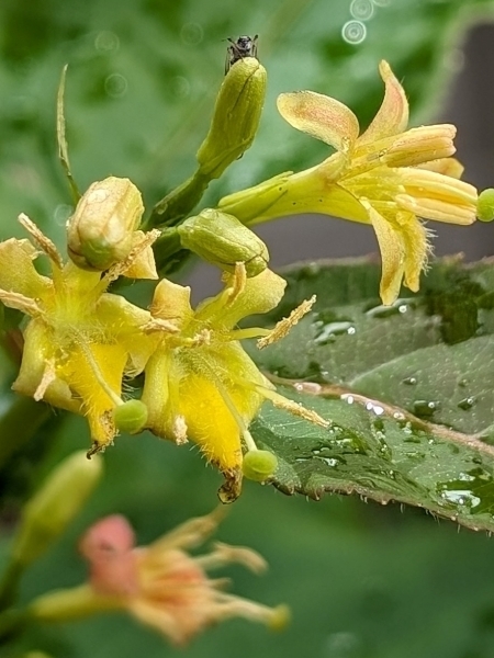 Image of Diervilla lonicera