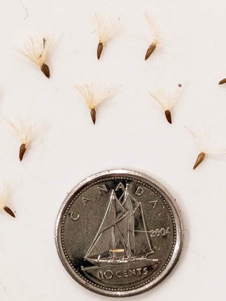 Image of Doellingeria umbellata