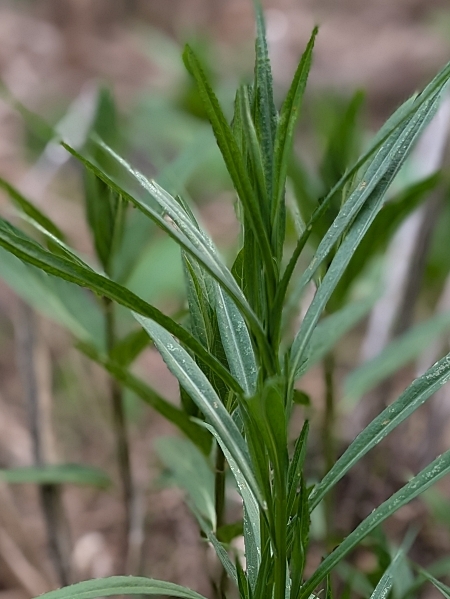 Image of Doellingeria umbellata