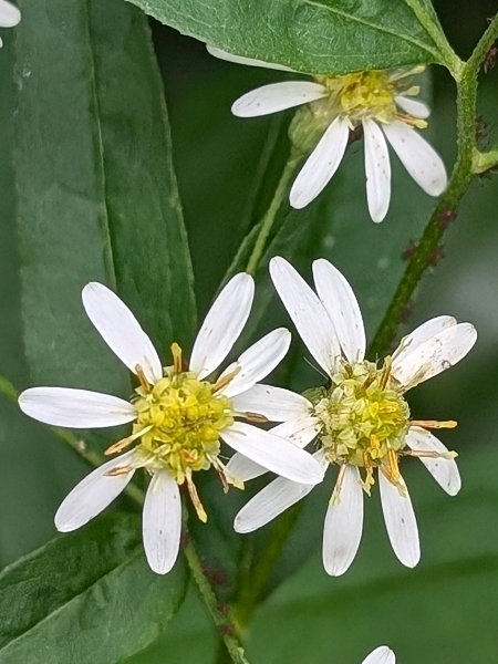 Image of Doellingeria umbellata