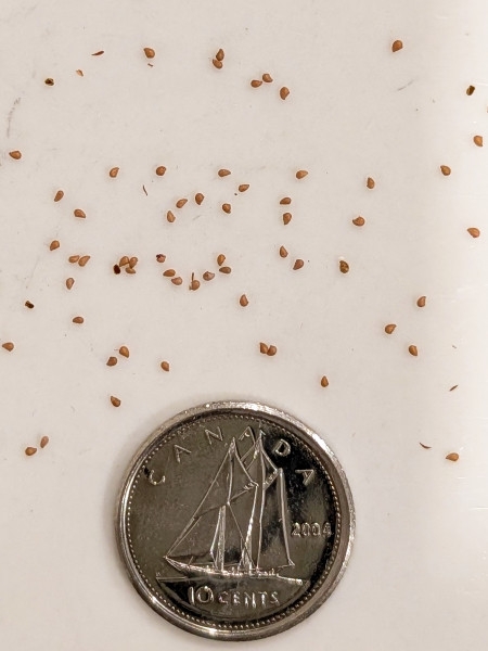 Image of Drymocallis arguta