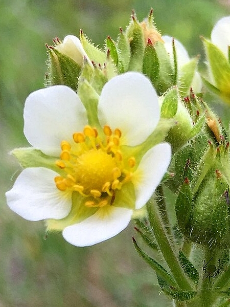 Image of Drymocallis arguta