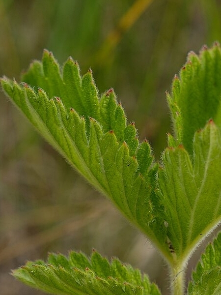 Image of Drymocallis arguta