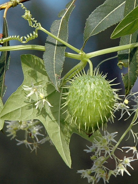 image for Echinocystis lobata