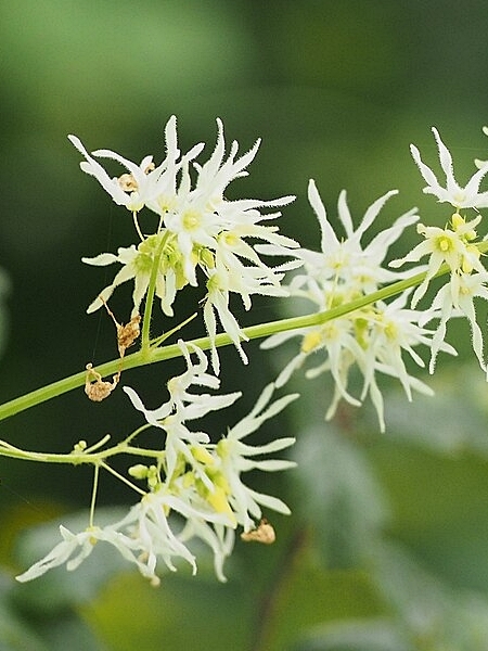Image of Echinocystis lobata