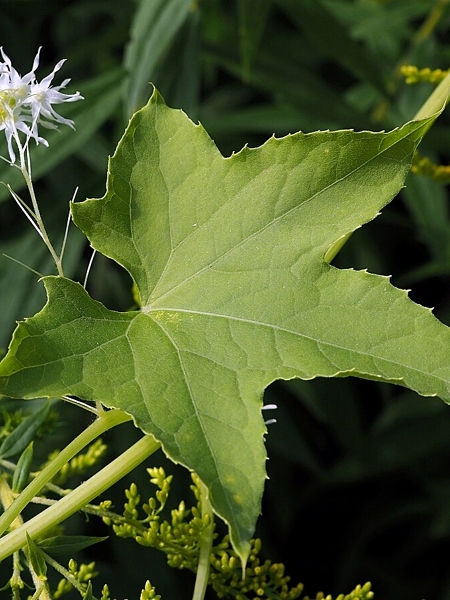 Image of Echinocystis lobata