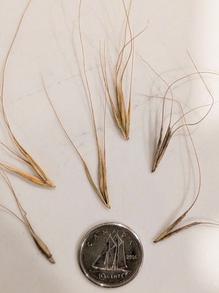 Image of Elymus canadensis