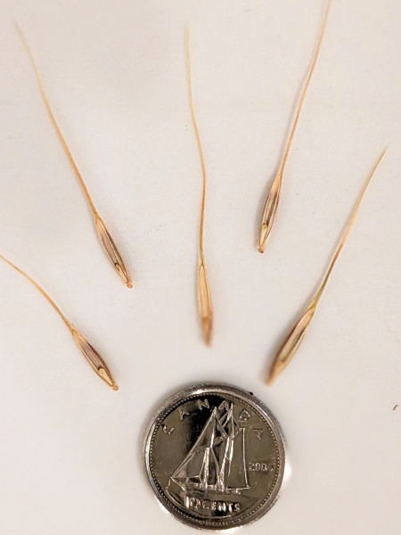 Image of Elymus hystrix