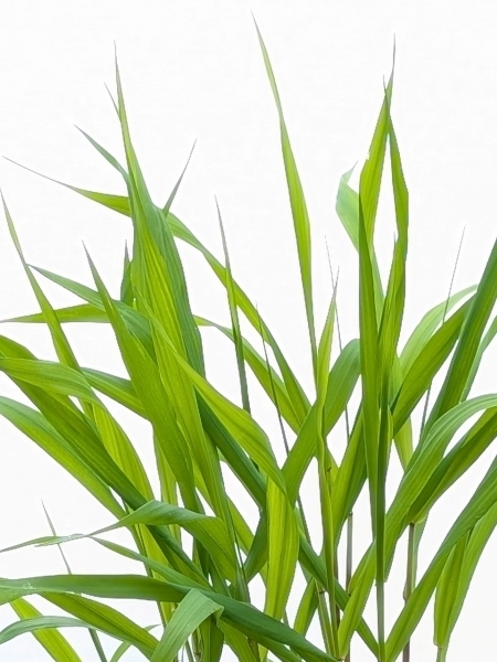 Image of Elymus hystrix
