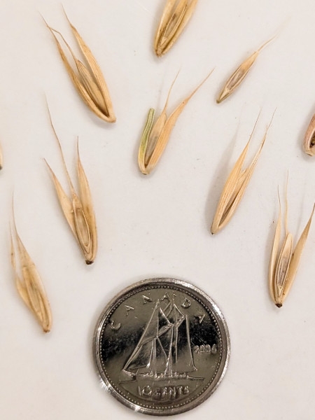 Image of Elymus virginicus