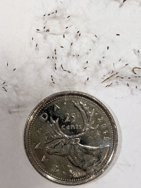 Image of Epilobium ciliatum