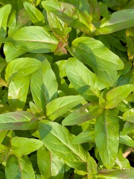 Image of Epilobium ciliatum