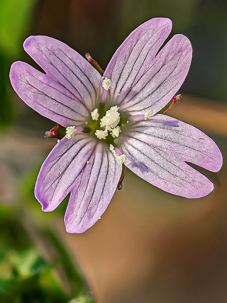 Image of Epilobium ciliatum