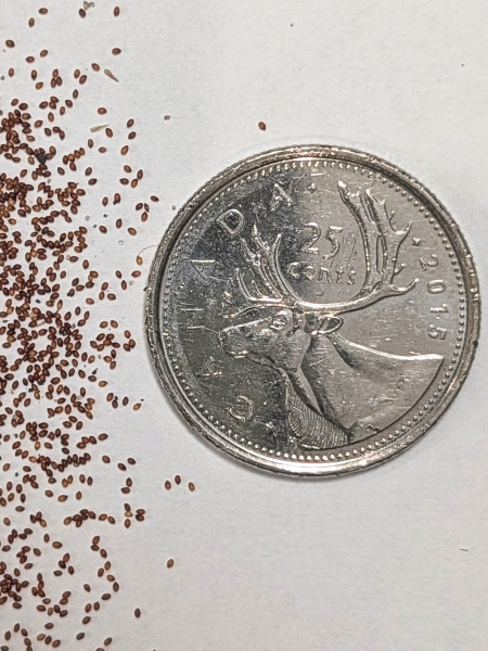 Image of Eragrostis spectabilis