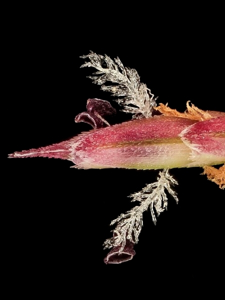 Image of Eragrostis spectabilis