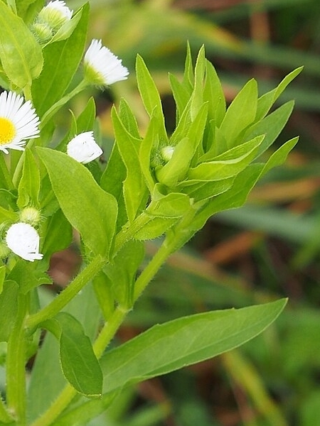 Image of Erigeron annuus