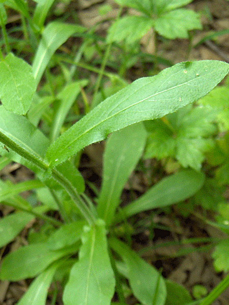 Image of Erigeron philadelphicus