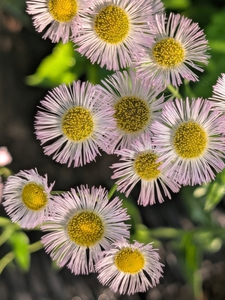Image of Erigeron philadelphicus
