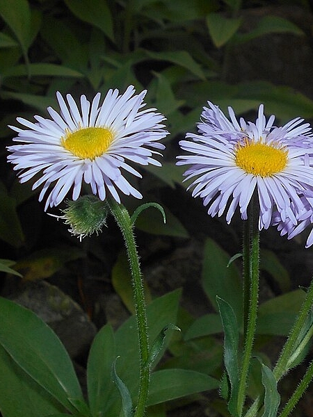 Image of Erigeron pulchellus