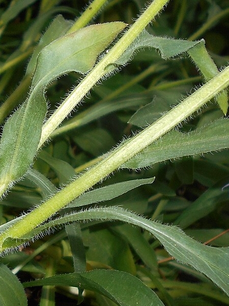Image of Erigeron pulchellus