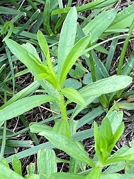 Image of Erigeron strigosus