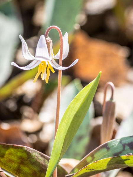 Image of Erythronium albidum
