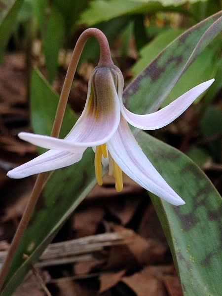 Image of Erythronium albidum