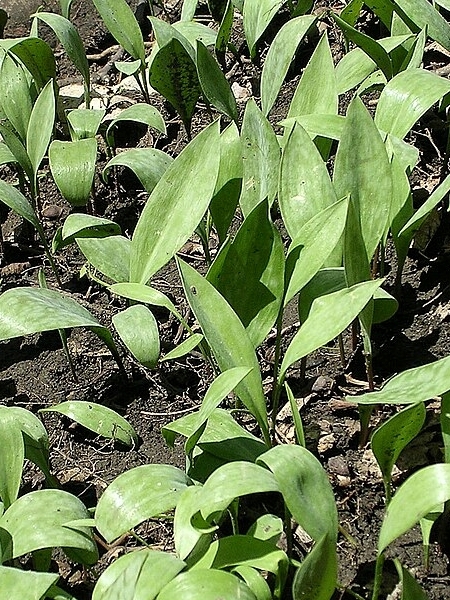 Image of Erythronium albidum