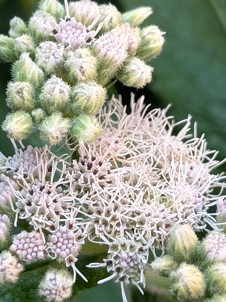 Image of Eupatorium altissimum